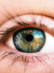 Top Supplements for Eyesight
